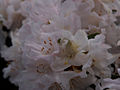 Rhododendron Dora Amateis IMG_5895_1 Różanecznik